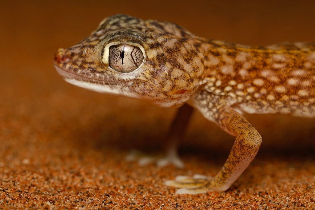 Wahiba Sands, Oman – Amphibian & Reptile Travels