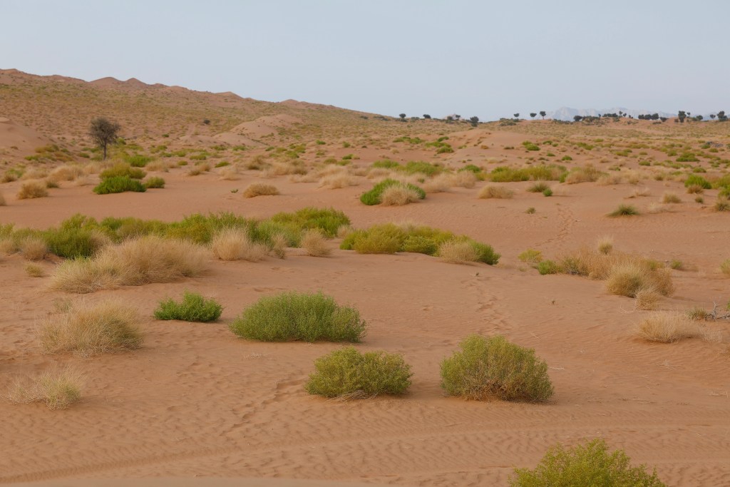 Wahiba Sands, Oman – Amphibian & Reptile Travels