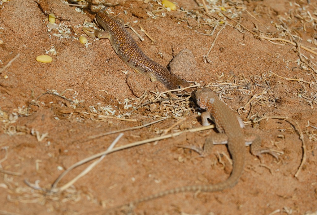 Wahiba Sands, Oman – Amphibian & Reptile Travels
