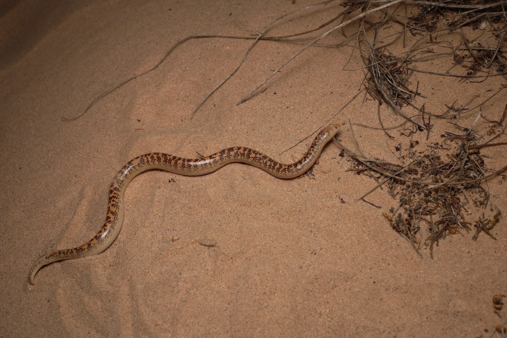 Snakes of Oman – Amphibian & Reptile Travels