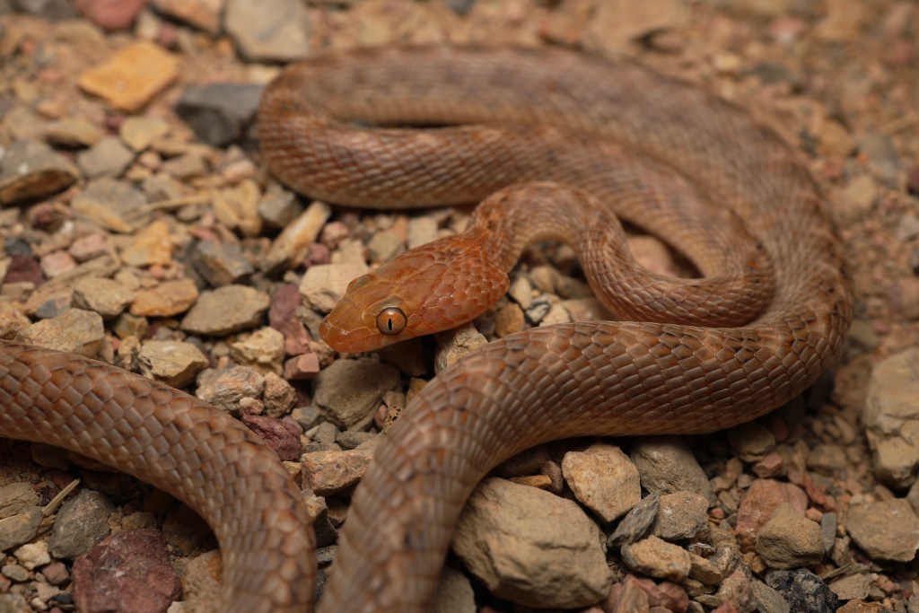 Snakes of Oman – Amphibian & Reptile Travels
